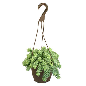 6 in. Hanging Basket Donkey Tails Plant