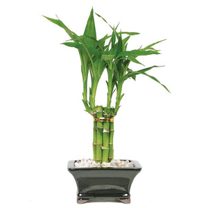 Brussel's Live Lucky Pyramid Bamboo - 1 Layer - 3 Years Old; 14" to 16" Tall with Decorative Container