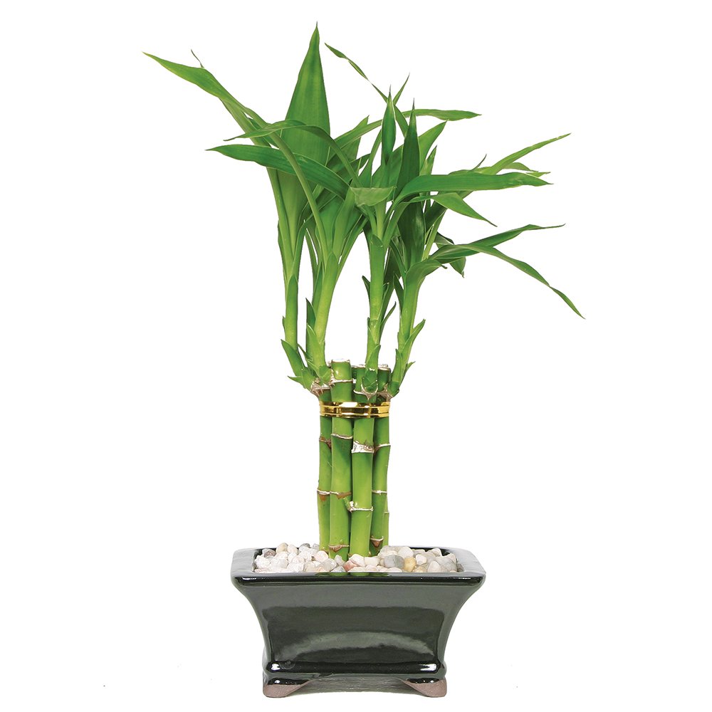Brussel's Live Lucky Pyramid Bamboo - 1 Layer - 3 Years Old; 14