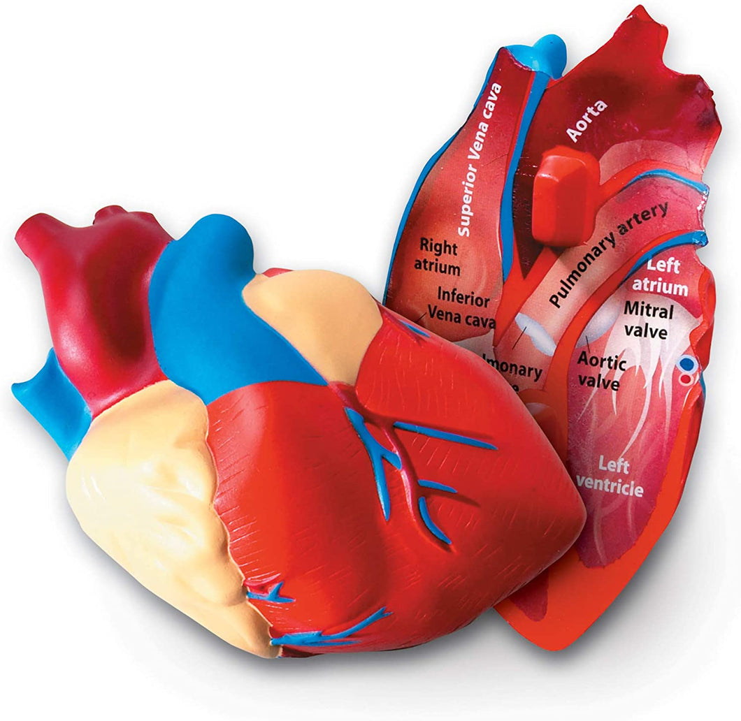 Learning Resources Cross-Section Human Heart Model, Large Foam Classroom Demonstration Model, 2Piece, Grades 2+, Ages 7+