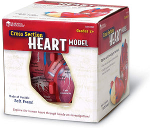 Learning Resources Cross-Section Human Heart Model, Large Foam Classroom Demonstration Model, 2Piece, Grades 2+, Ages 7+