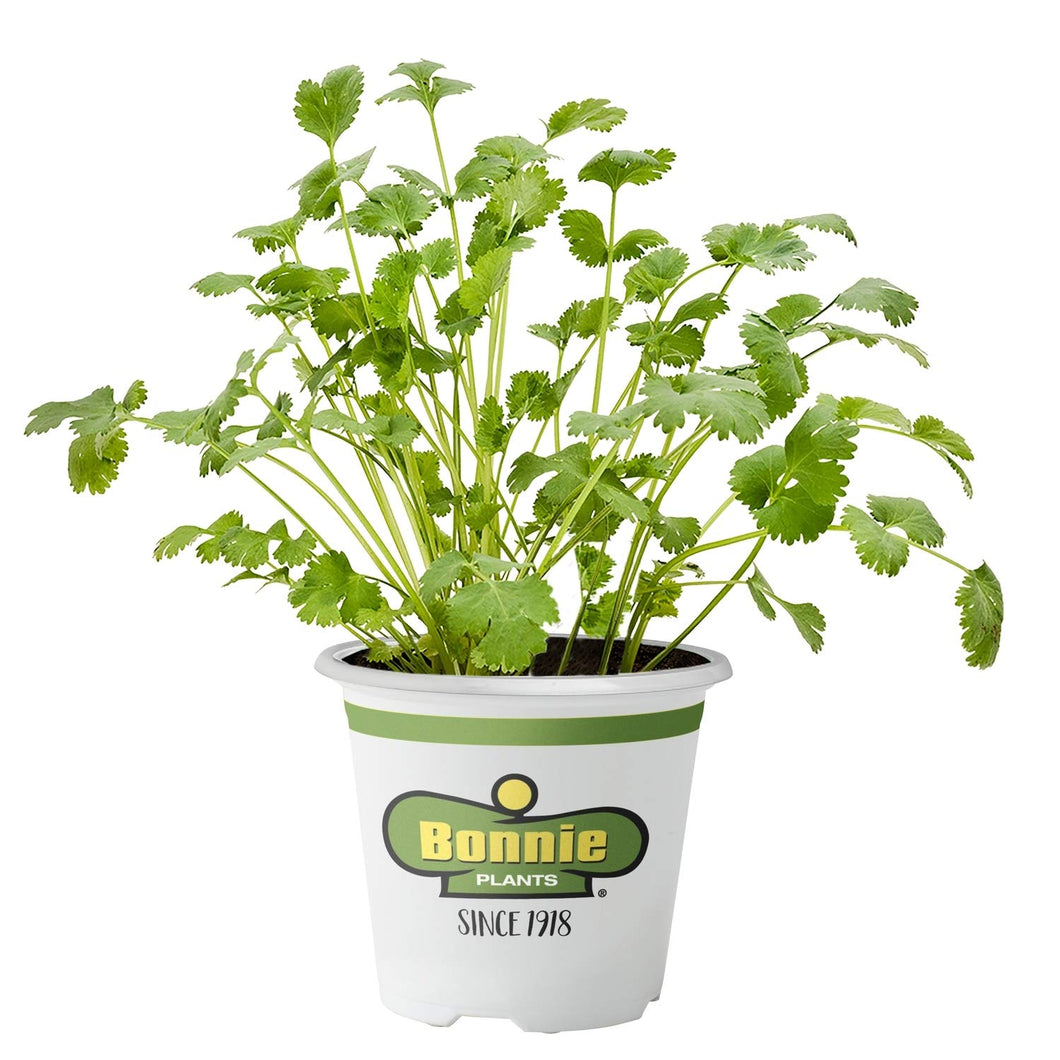 Bonnie Plants 5027 Cilantro Herb Plant