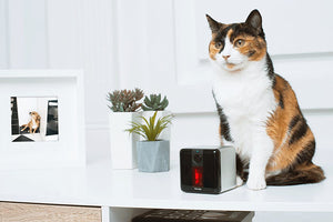 Petcube Play Smart Pet Camera with Interactive Laser Toy. Remote Dog/Cat Monitoring with HD 1080p Video, Two-Way Audio, Night Vision, Sound/Motion Alerts. App-Enabled Pet Safety and Home Security