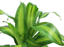 Load image into Gallery viewer, Costa Farms Mass Cane Corn Plant Live Indoor Floor Plant in 8.75-Inch Grower Pot