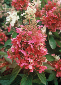 1 Gal. Pinky Winky Hardy Hydrangea (Paniculata) Live Shrub, White and Pink Flowers