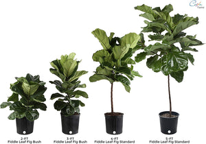 Costa Farms Live Ficus Lyrata, Fiddle-Leaf Fig, Indoor Tree