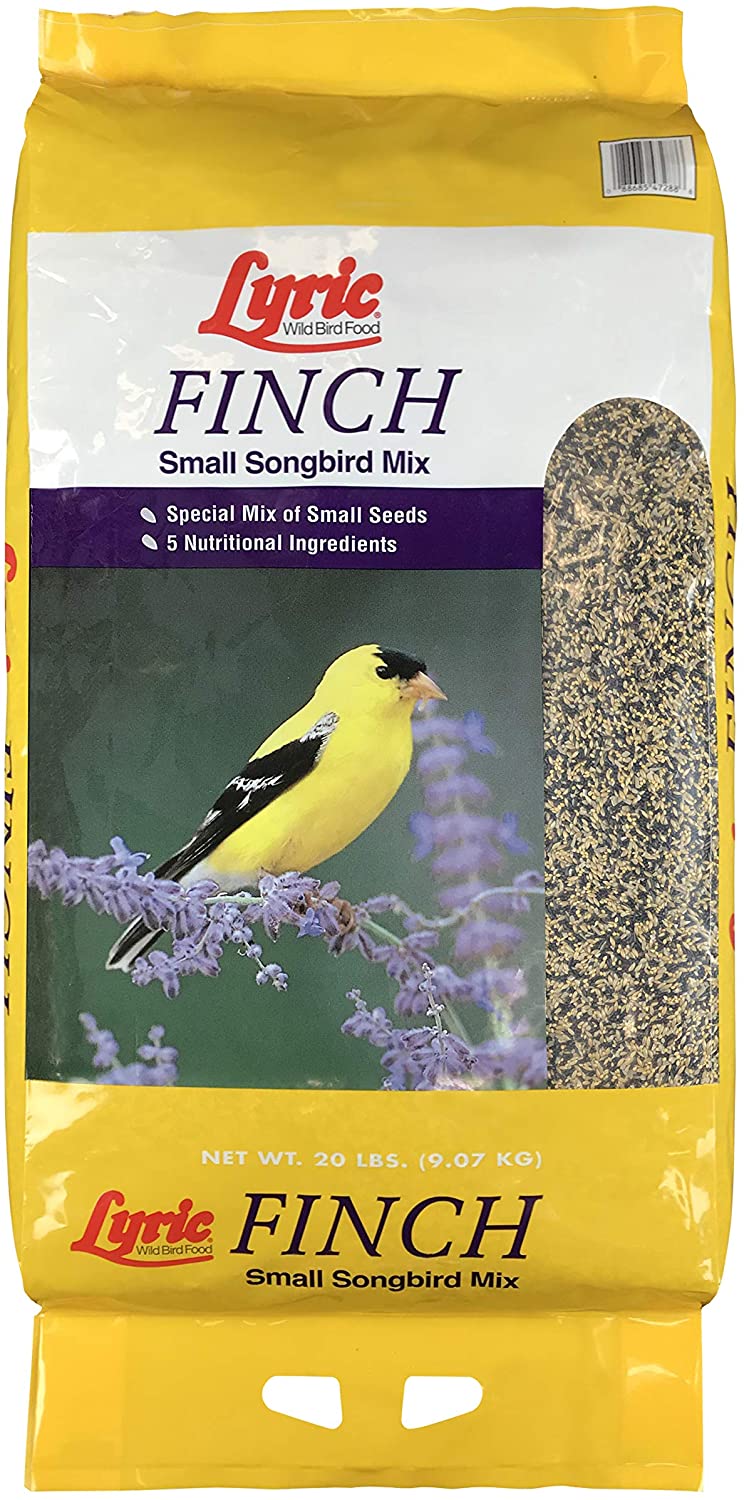 Lyric Finch Small Songbird