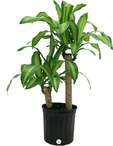 Costa Farms Mass Cane Corn Plant Live Indoor Floor Plant in 8.75-Inch Grower Pot