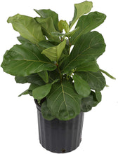 Load image into Gallery viewer, Costa Farms Live Ficus Lyrata, Fiddle-Leaf Fig, Indoor Tree