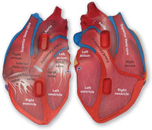 Load image into Gallery viewer, Learning Resources Cross-Section Human Heart Model, Large Foam Classroom Demonstration Model, 2Piece, Grades 2+, Ages 7+