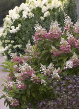 Load image into Gallery viewer, 1 Gal. Pinky Winky Hardy Hydrangea (Paniculata) Live Shrub, White and Pink Flowers
