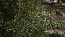 Load image into Gallery viewer, Fine Line Buckthorn (Rhamnus) Live Shrub, Green Foliage, 1 Gallon