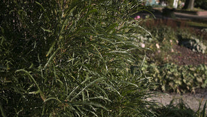 Fine Line Buckthorn (Rhamnus) Live Shrub, Green Foliage, 1 Gallon