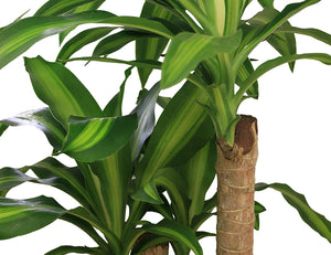 Costa Farms Mass Cane Corn Plant Live Indoor Floor Plant in 8.75-Inch Grower Pot