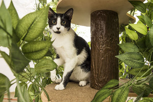 On2Pets Cat Condo Furniture, Tree House Tower for Climbing, Playing, Scratching, and Relaxing