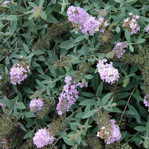 1 Gal. Lo & Behold 'Lilac Chip' Butterfly Bush (Buddleia) Live Shrub, Lavender-Pink Flowers